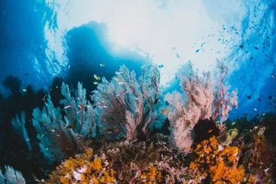 One Man’s Quest to Fight Climate Change by Saving Coral Reefs